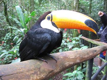 IMG_1600 Toucan.12.JPG